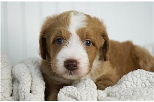 Axel - Goldendoodle, Mini for sale