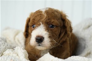 Aiden - Goldendoodle, Mini for sale