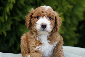 Aiden - Mini Goldendoodle for sale