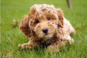 Flower - Goldendoodle, Mini for sale