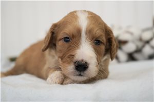 Alice - Goldendoodle, Mini for sale