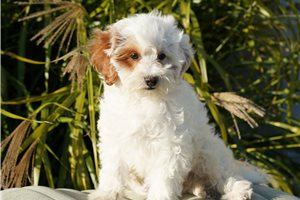Edward - puppy for sale