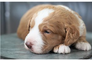 Axel - Goldendoodle, Mini for sale