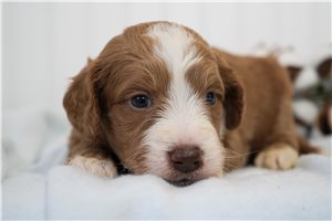 Axel - Goldendoodle, Mini for sale