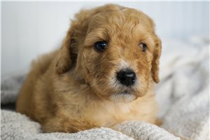 Adrian - Goldendoodle, Mini for sale