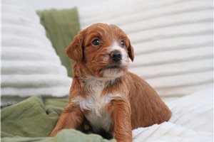 Samara - Mini Goldendoodle for sale