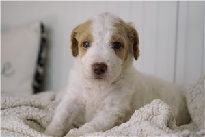 Andrew - Mini Goldendoodle for sale