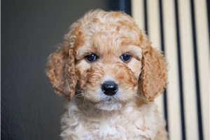 Adrian - Mini Goldendoodle for sale