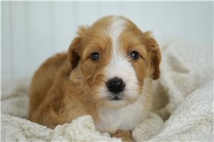 Alice - Goldendoodle, Mini for sale