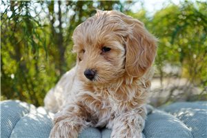 Ellie - puppy for sale
