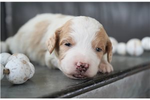 Adeline - Goldendoodle, Mini for sale