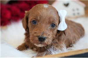 Farrah - puppy for sale