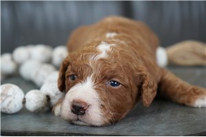 Aiden - puppy for sale