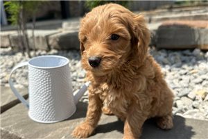 Finch - Goldendoodle, Mini for sale