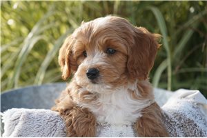 Norman - puppy for sale