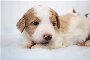 Adeline - Goldendoodle, Mini for sale