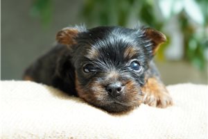 Hero - puppy for sale