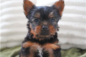 Hero - Yorkie for sale