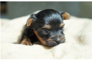 Holiday - puppy for sale