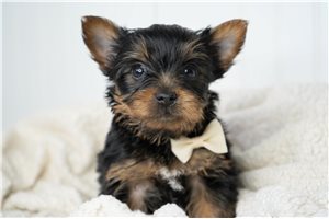 Avery - Yorkshire Terrier - Yorkie for sale