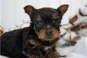 Avery - Yorkshire Terrier - Yorkie for sale