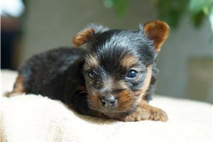 Herman - puppy for sale