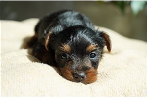 Holly - Yorkie for sale