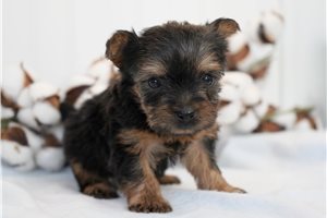 Amelia - Yorkshire Terrier - Yorkie for sale
