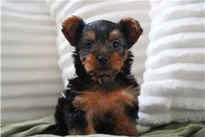 Holly - Yorkshire Terrier - Yorkie, placed in Fort Wayne