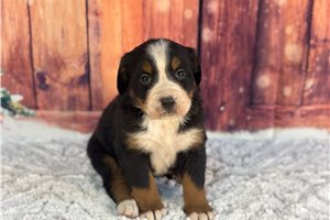 Edward - Australian Mountain Dog for sale