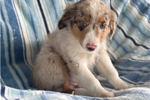 Charlie - puppy for sale