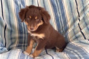 Carter - puppy for sale