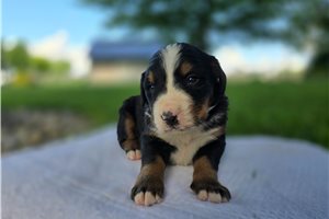 Titch - Bernese Mountain Dog for sale
