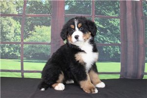Heaven - puppy for sale