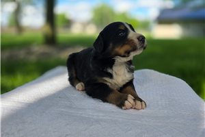 Titus - Bernese Mountain Dog for sale