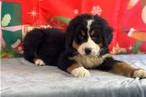 Enrique - puppy for sale