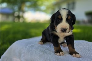 Timber - Bernese Mountain Dog for sale