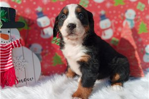 Hymn - puppy for sale