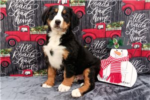 Hilo - puppy for sale