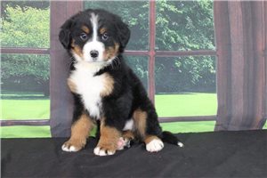 Hope - Bernese Mountain Dog for sale