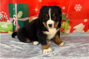 Emilio - puppy for sale