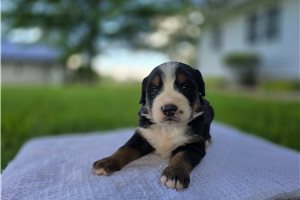 Timmy - Bernese Mountain Dog for sale