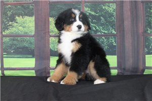 Holly - Bernese Mountain Dog for sale
