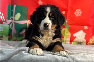 Esther - puppy for sale