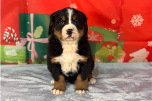 Emiko - puppy for sale