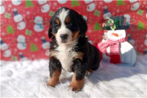 Hogan - puppy for sale