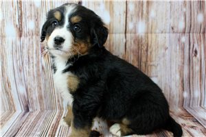 Luca - Bernese Mountain Dog for sale