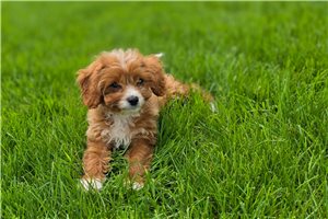 Felix - puppy for sale