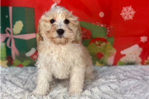 Trucker - Cavapoo for sale