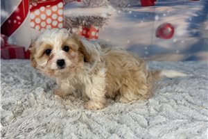 Travis - Cavapoo for sale